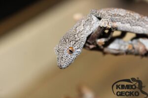 Kimbo-gecko