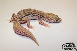 Kimbo-gecko