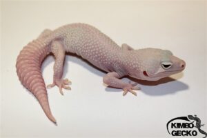 Kimbo-gecko