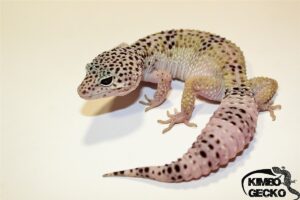 Kimbo-gecko
