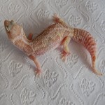 Mack Snow Rainwater Albino