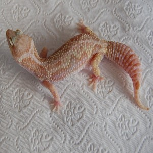 Mack Snow Rainwater Albino