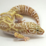 Mack Snow Tremper Albino