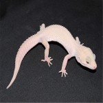 Mack Snow Blazing Blizzard (Tremper)