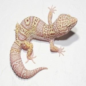 Mack Snow Bell Albino