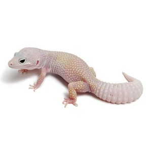 Blazing Blizzard- Tremper