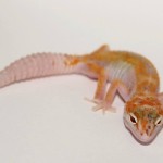 Tremper Albino Enigma