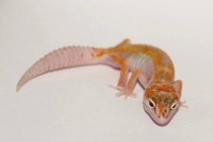 Tremper Albino Enigma