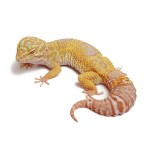 Tremper Albino