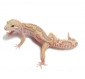 Rainwater Albino