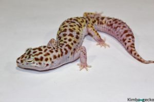 0.1 White&Yellow Mack Snow Bell Albino het. Radar