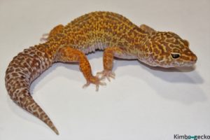 0.1  Mack Snow Tremper Albino het. Raptor