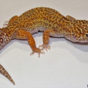 0.1  Mack Snow Tremper Albino het. Raptor