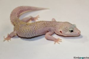 0.1 White&Yellow Mack Snow Eclipse het. Raptor