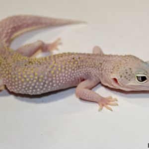 0.1 White&Yellow Mack Snow Eclipse het. Raptor