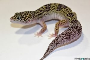 0.1 Mack Snow Eclipse het. Raptor