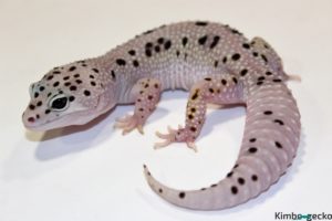 0.1 Giant Mack Snow Enigma het. Raptor