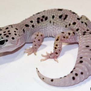 0.1 Giant Mack Snow Enigma het. Raptor