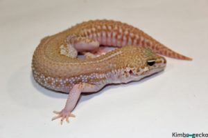 0.1 Super Giant Super Snow Albino 50% het. Raptor