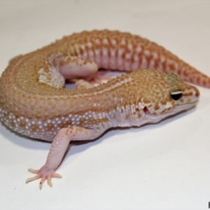 0.1 Super Giant Super Snow Albino 50% het. Raptor