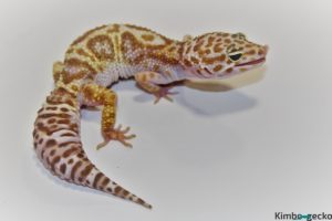 0.1 Super Giant Mack Snow Tremper Albino 50% het. Eclipse