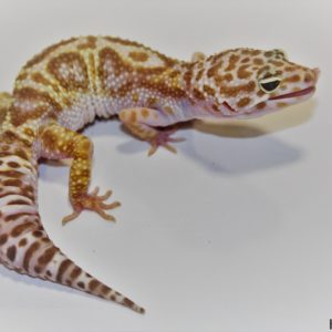 0.1 Super Giant Mack Snow Tremper Albino 50% het. Eclipse