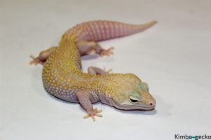 0.1 Stonewash Super Giant White&Yellow Mack Snow Raptor het. Diablo Blanco