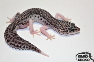 66. Total Eclipse (Lemon Frost) 50% het. Diablo Blanco