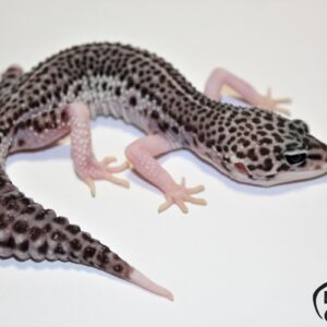 66. Total Eclipse (Lemon Frost) 50% het. Diablo Blanco
