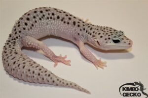 74. White&Yellow Super Snow (Lemon Frost) 50% het. Diablo Blanco