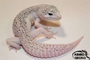 70. Universe 50% het. Diablo Blanco (Lemon Frost)
