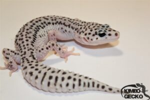 76. (White&Yellow) Super Snow het. Eclipse 50% het. Diablo Blanco (Lemon Frost)