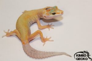 97. Enigma Lemon Frost het. Raptor 50% het. Diablo Blanco