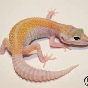 98. White&Yellow BEE het. Raptor 50% het. Diablo Blanco