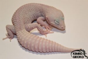 92. Super Snow Diablo Blanco