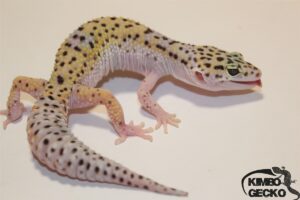 110. White&Yellow Mack Snow het. Eclipse 66% het. Diablo Blanco