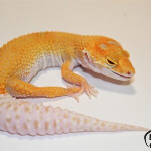 111. Mack Snow Enigma Tremper Albino 50% het. Murphy Patternless Eclipse 25% het. Diablo Blanco