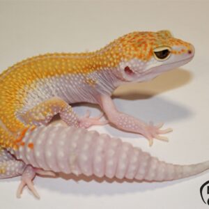 139. White&Yellow BEE 66% het. Diablo Blanco