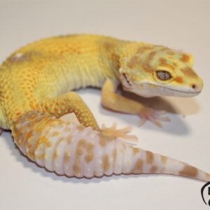131. Lemon Frost Tremper Albino het. Raptor 50% het. Diablo Blanco
