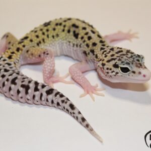 147. Mack Snow Eclipse 50% het. Diablo Blanco Murphy Patternless