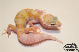 1. White&Yellow Tremper Albino het. Diablo Blanco
