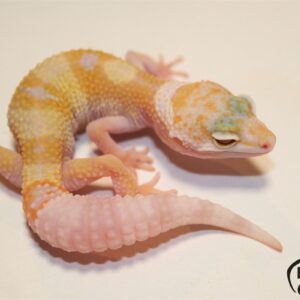 1. White&Yellow Tremper Albino het. Diablo Blanco