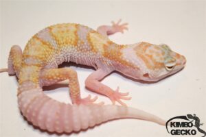2. White&Yellow Mack Snow Tremper Albino het. Diablo Blanco