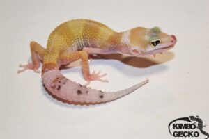 3. White&Yellow Eclipse het. Raptor