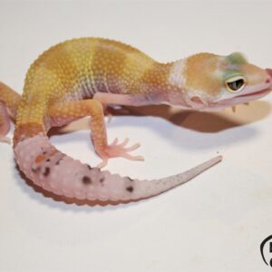 3. White&Yellow Eclipse het. Raptor