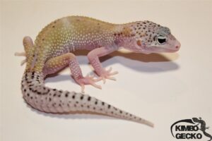 4. Hypo Mack Snow Eclipse het. Raptor 50% het. Diablo Blanco