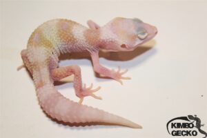 6. White&Yellow Mack Snow Raptor het. Diablo Blanco