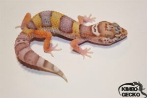 8. Bell Albino het. Radar