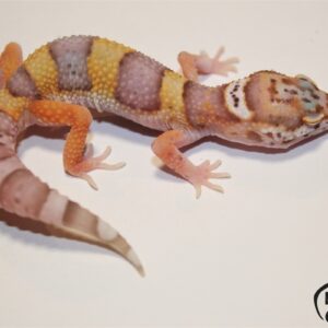 8. Bell Albino het. Radar