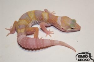 9. (White&Yellow) Raptor het. Diablo Blanco